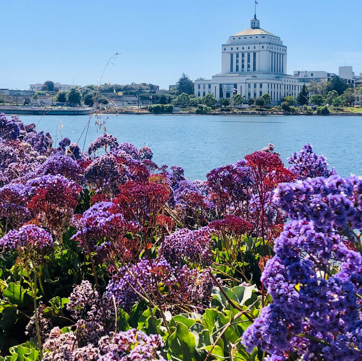 Lake Merritt Oakland